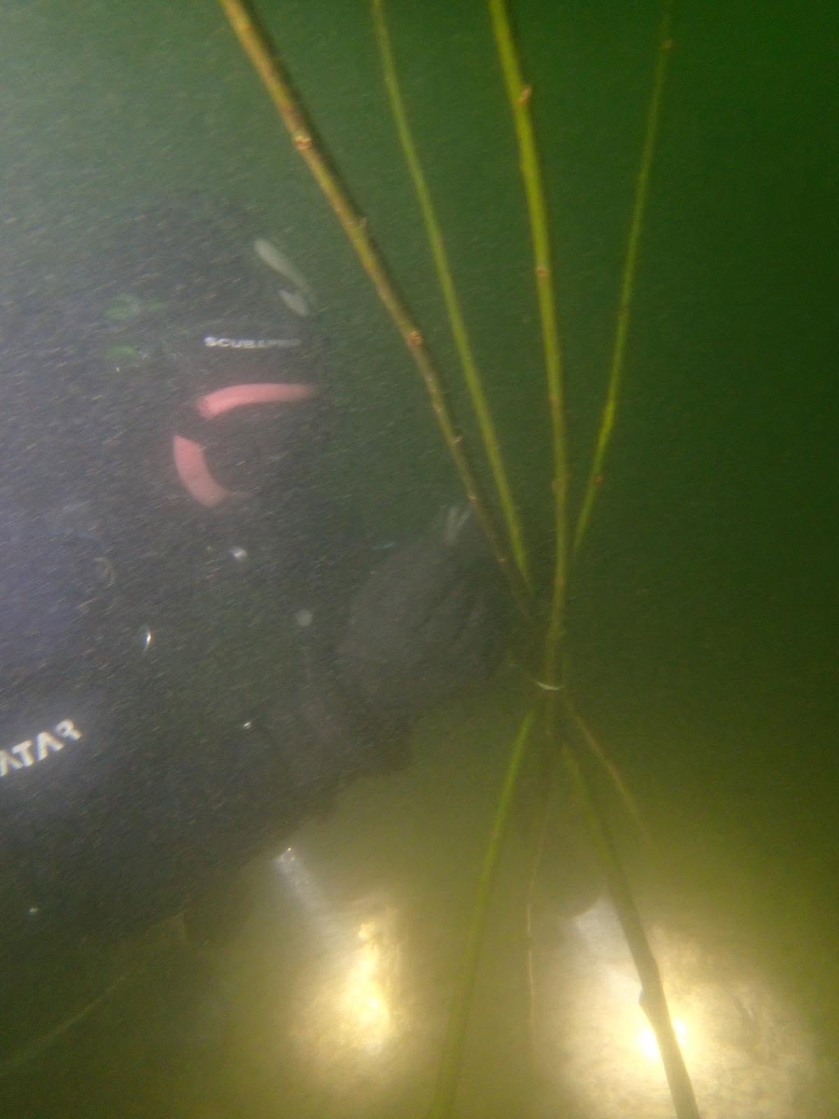 Een duiker bij wilgentakken onder water op duikplaats Sas van Goes